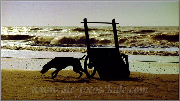 Hund und Karren im Gegenlicht am Meer.jpg - In Venetien gibt es lange weiße Sandstrände. Marina di Venezia ist eine Region, die von Urlaubern gerne besucht wird, um ungestörte erholsame Ferien am Meer zu verbringen. Man merkt hier wenig von dem Einfluß der nahen Stadt (Venedig). Hier herrscht Strandleben.